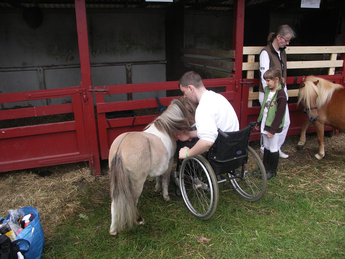 Shetlænder Crazy's sallie billede 3