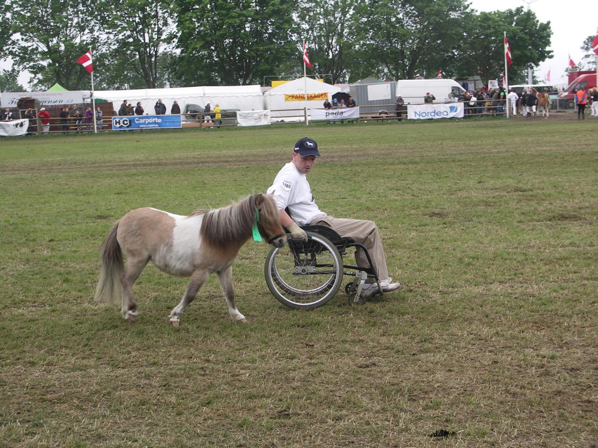 Shetlænder Crazy's sallie billede 6