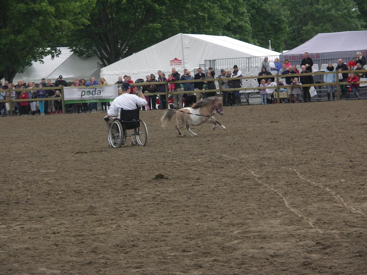 Shetlænder Crazy's sallie billede 4