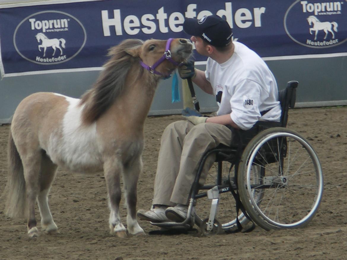 Shetlænder Crazy's sallie billede 5