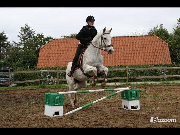 Shagya Araber (SH) Sv's O'balina Lightwood<3 - Foto: Olivia billede 13