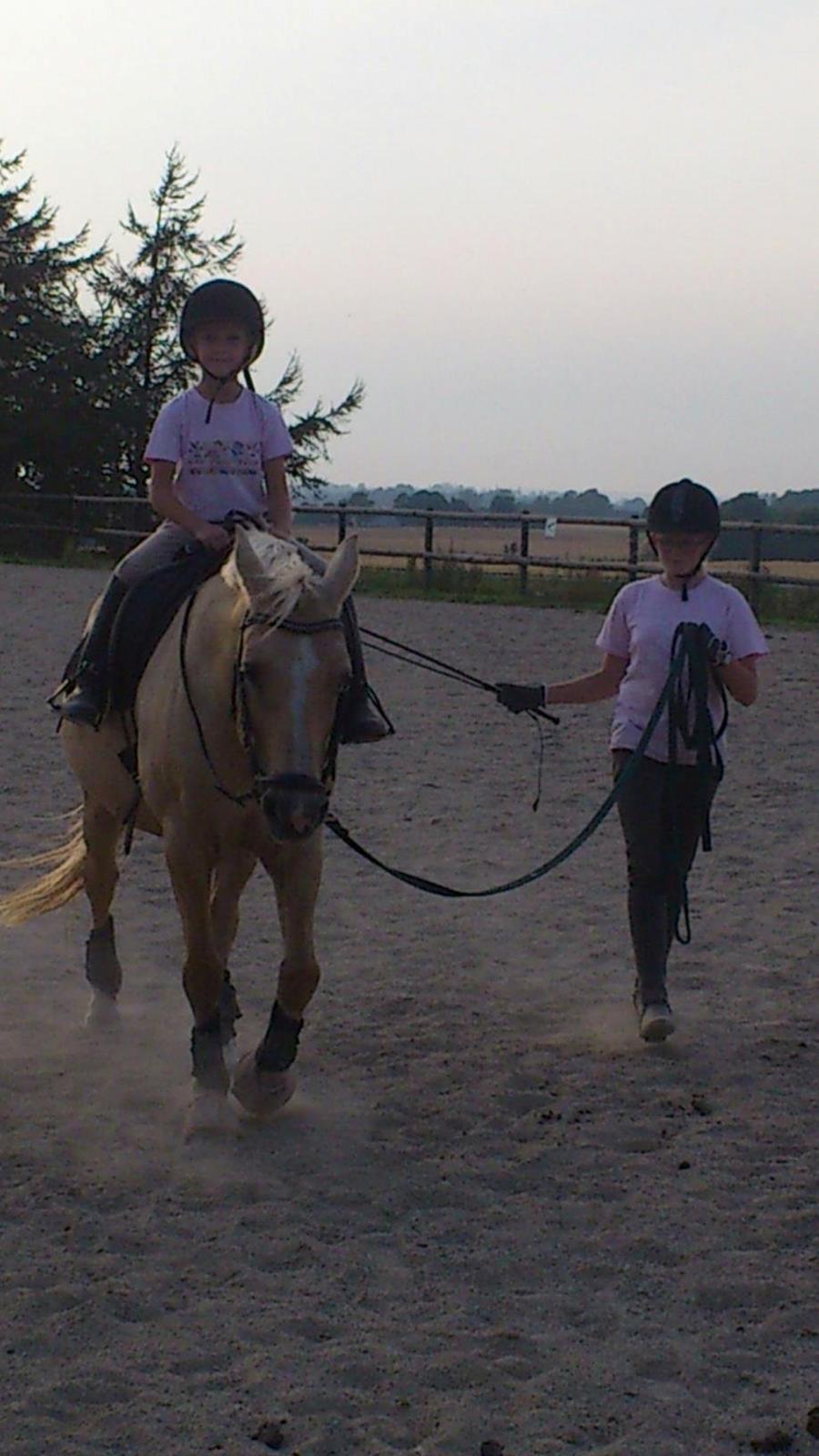 Welsh Pony af Cob-type (sec C) Goldy Girl - Gunilla prøver lige Goldy, skal snart lære at ride på hende :) Foto: Anette billede 12