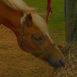 Haflinger Savanna billede 1