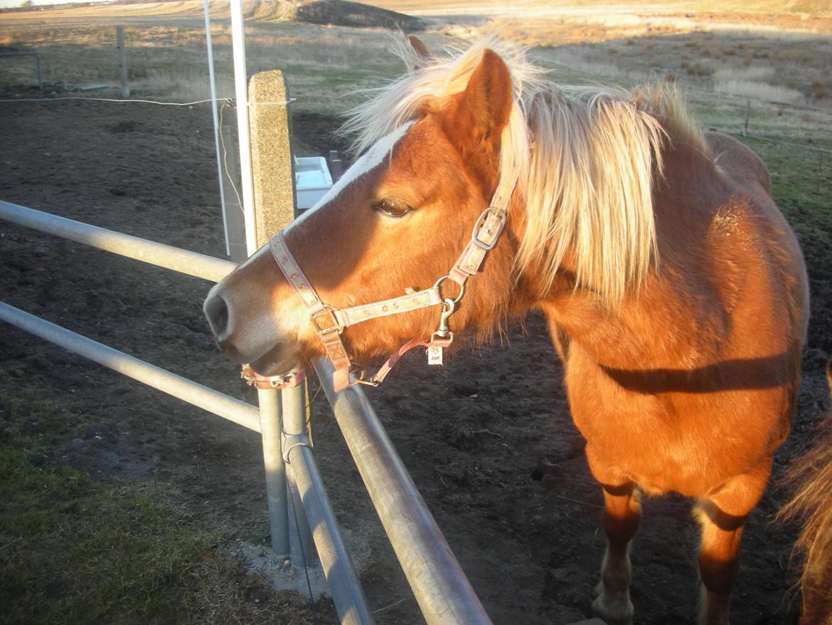 Haflinger Savanna billede 4