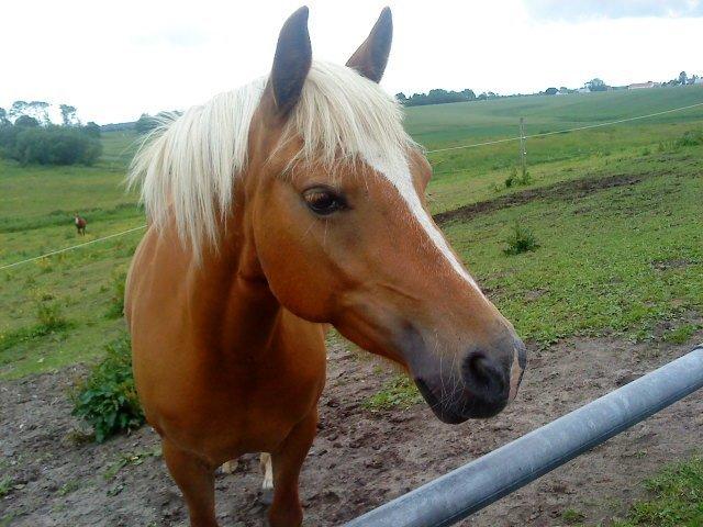 Haflinger Savanna billede 5