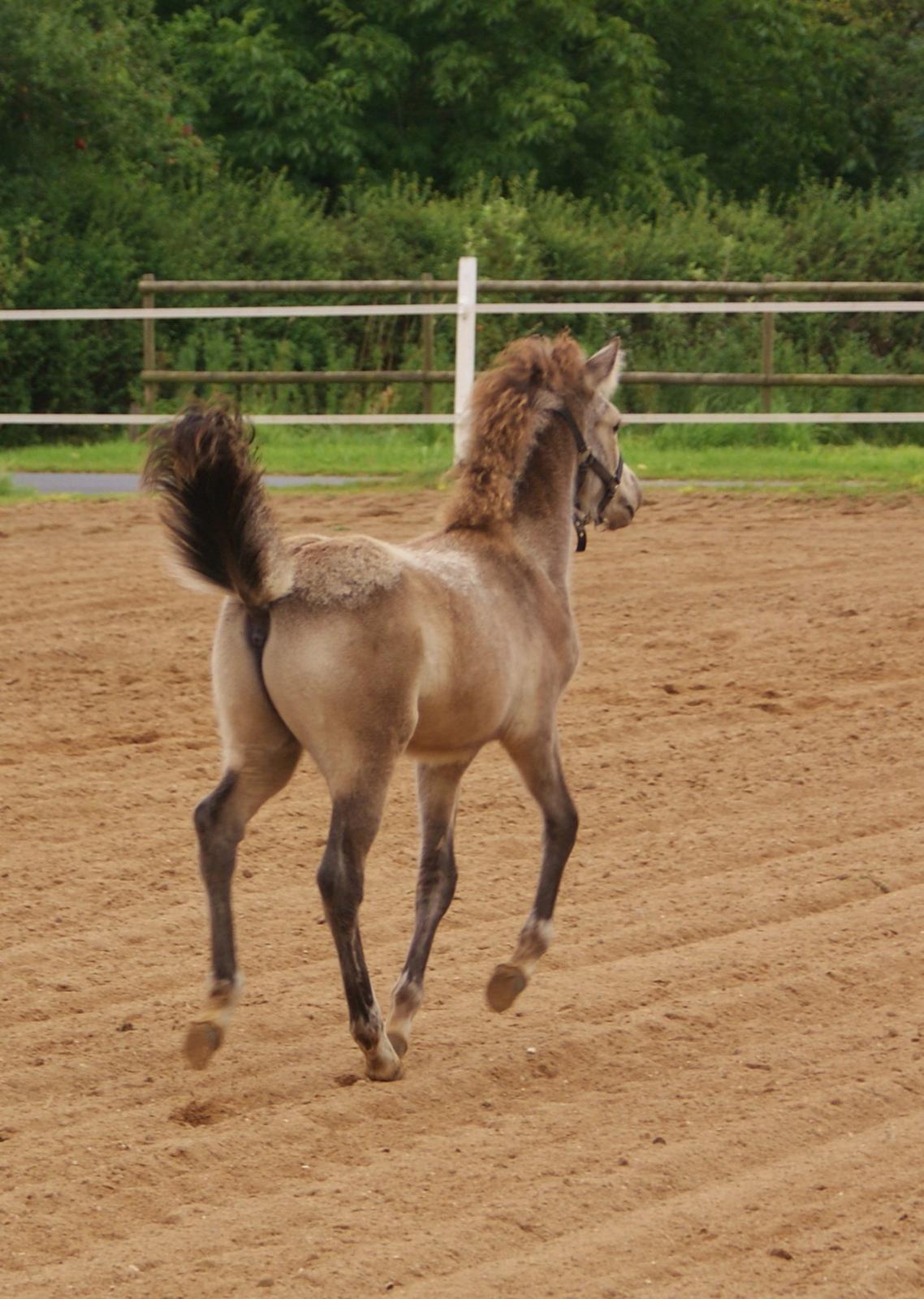 Islænder Gimli fra Lysenge billede 5