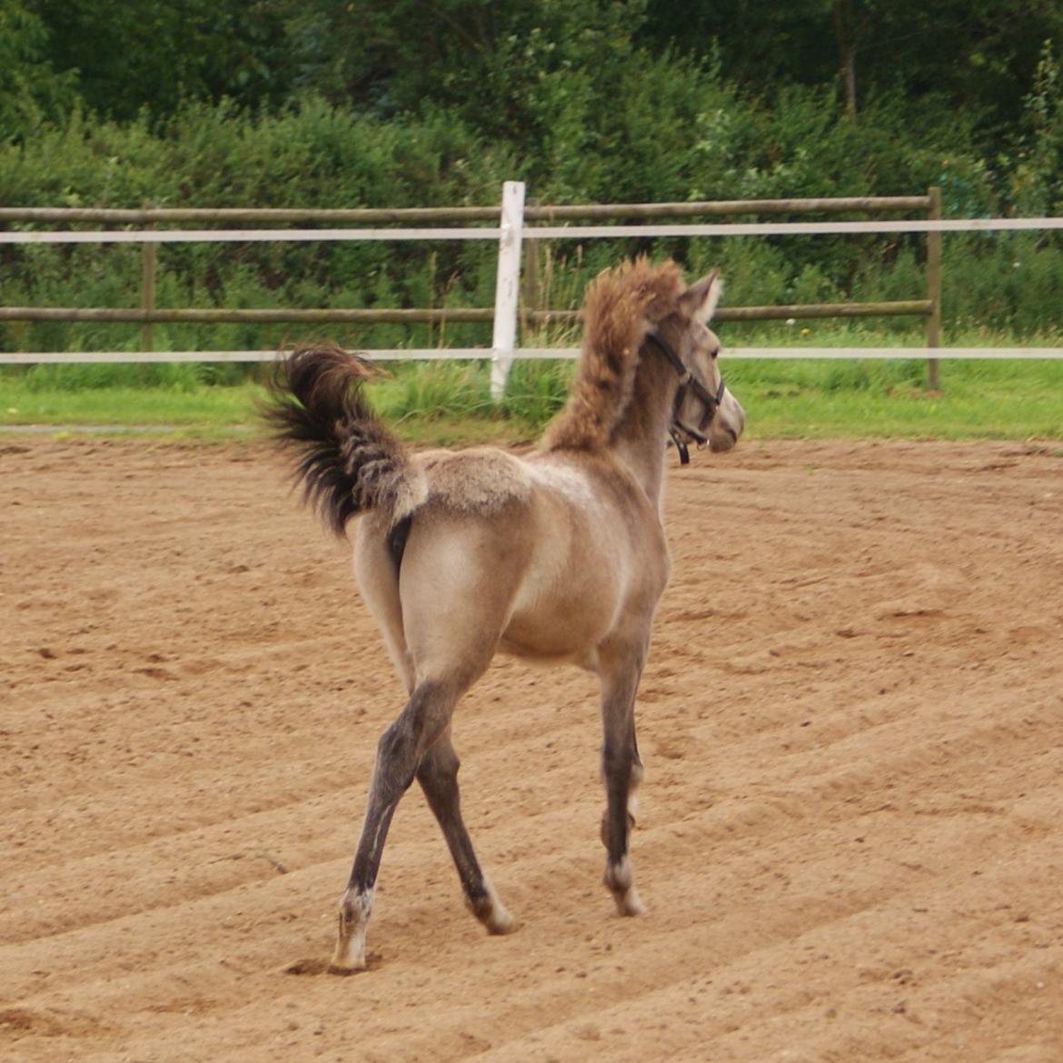 Islænder Gimli fra Lysenge billede 6