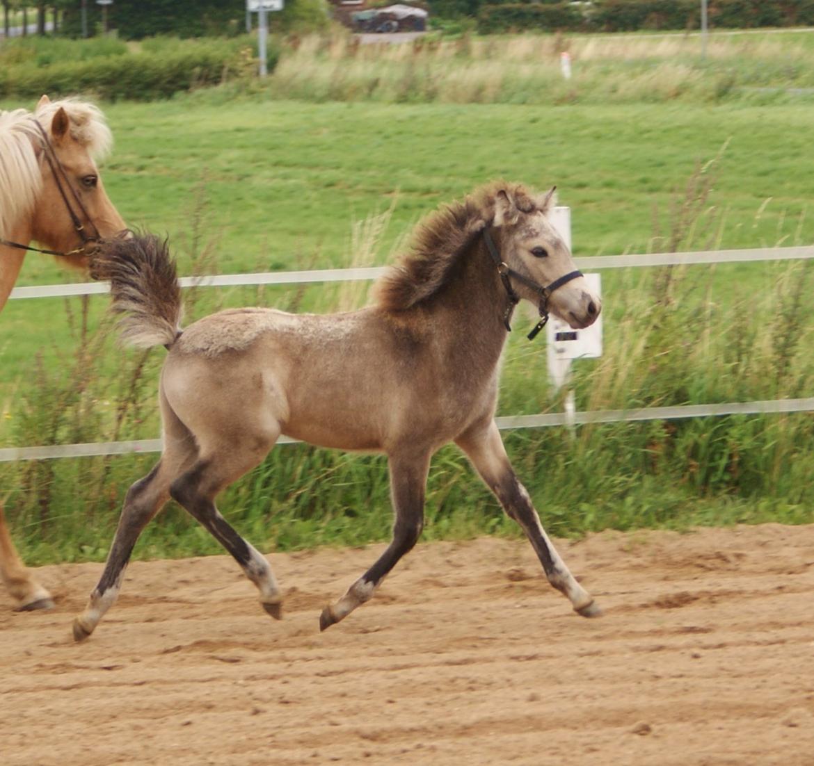 Islænder Gimli fra Lysenge billede 7
