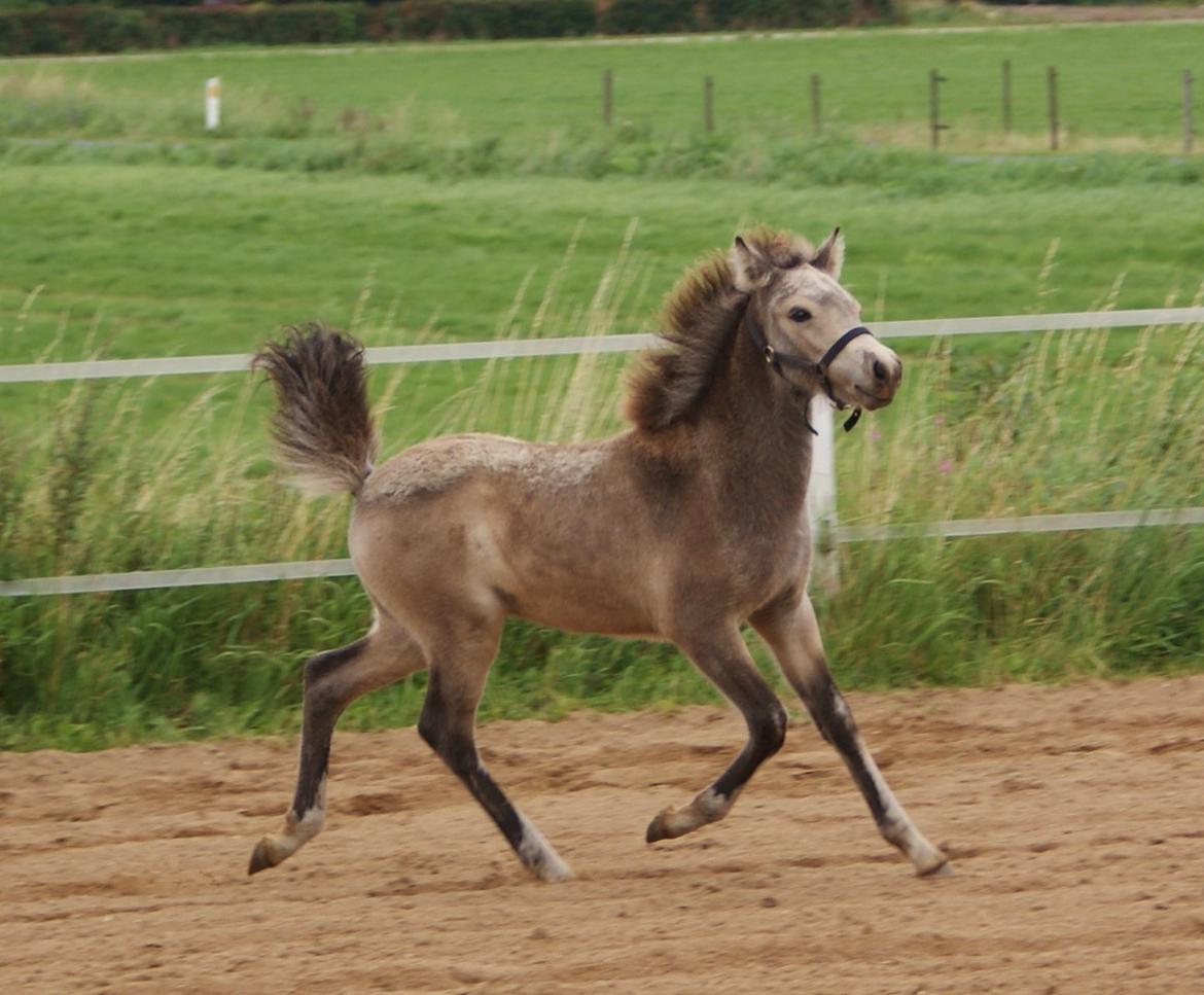 Islænder Gimli fra Lysenge billede 1