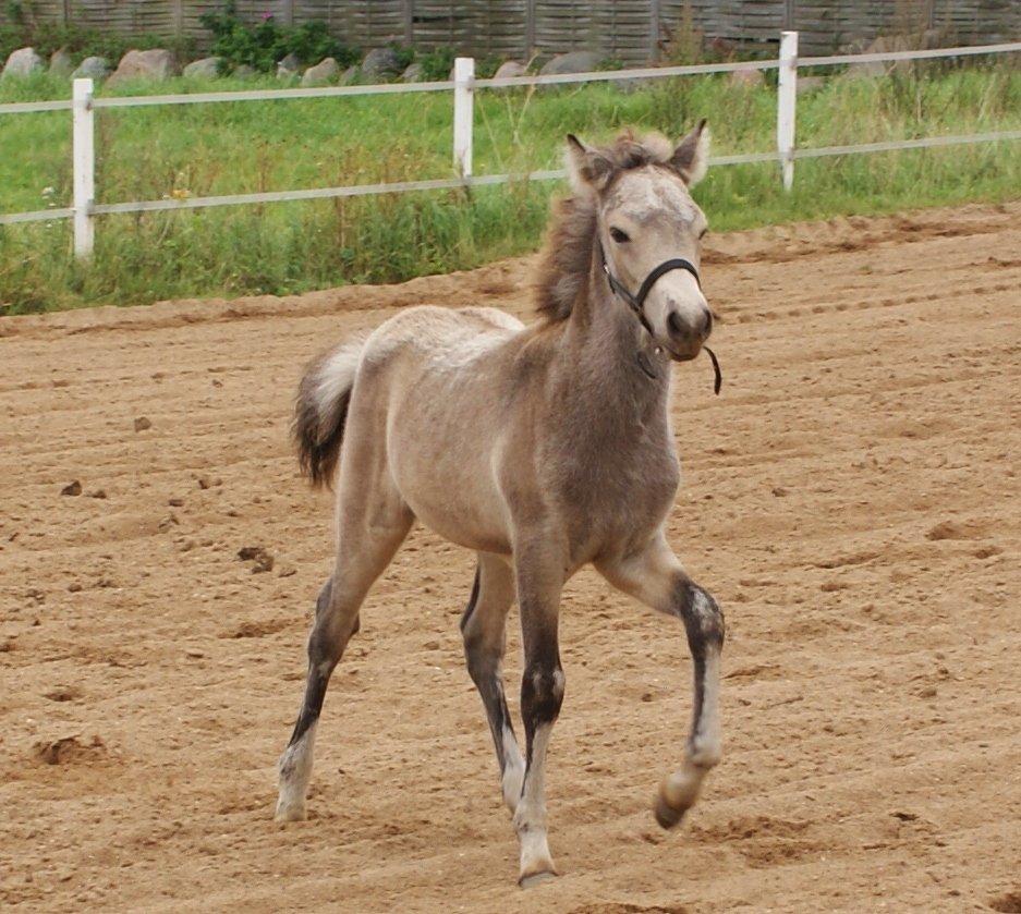 Islænder Gimli fra Lysenge billede 8