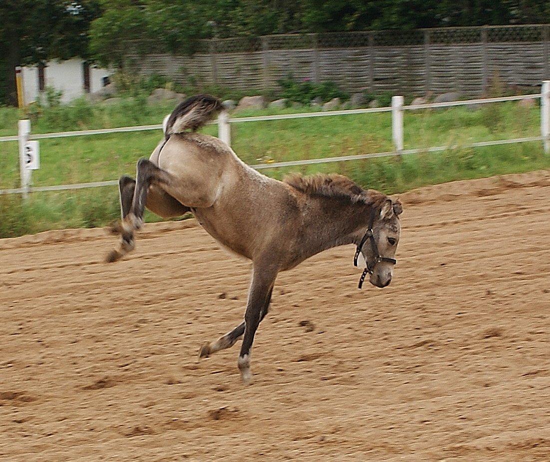Islænder Gimli fra Lysenge billede 9