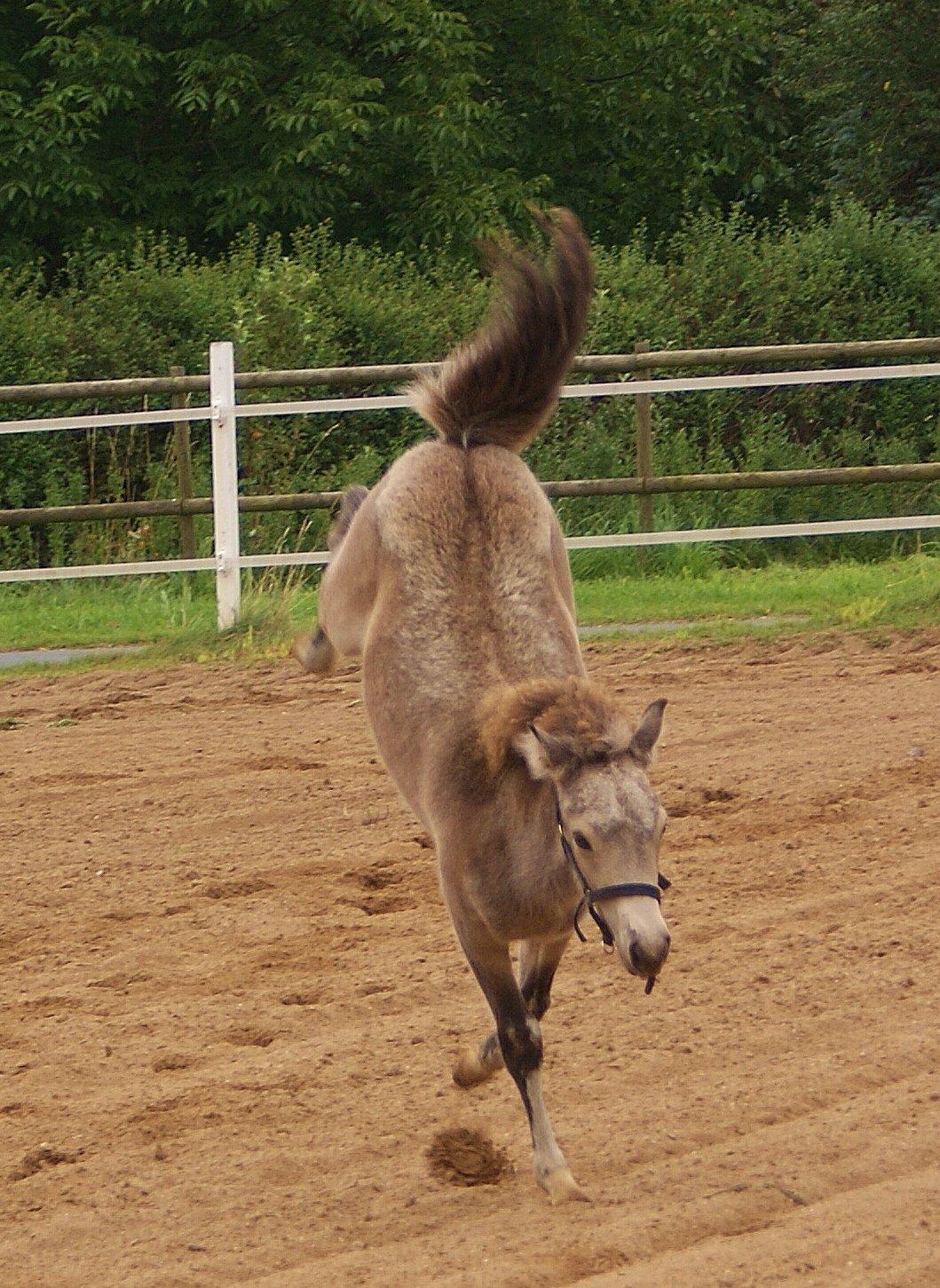 Islænder Gimli fra Lysenge - Gimli på fri fod billede 10