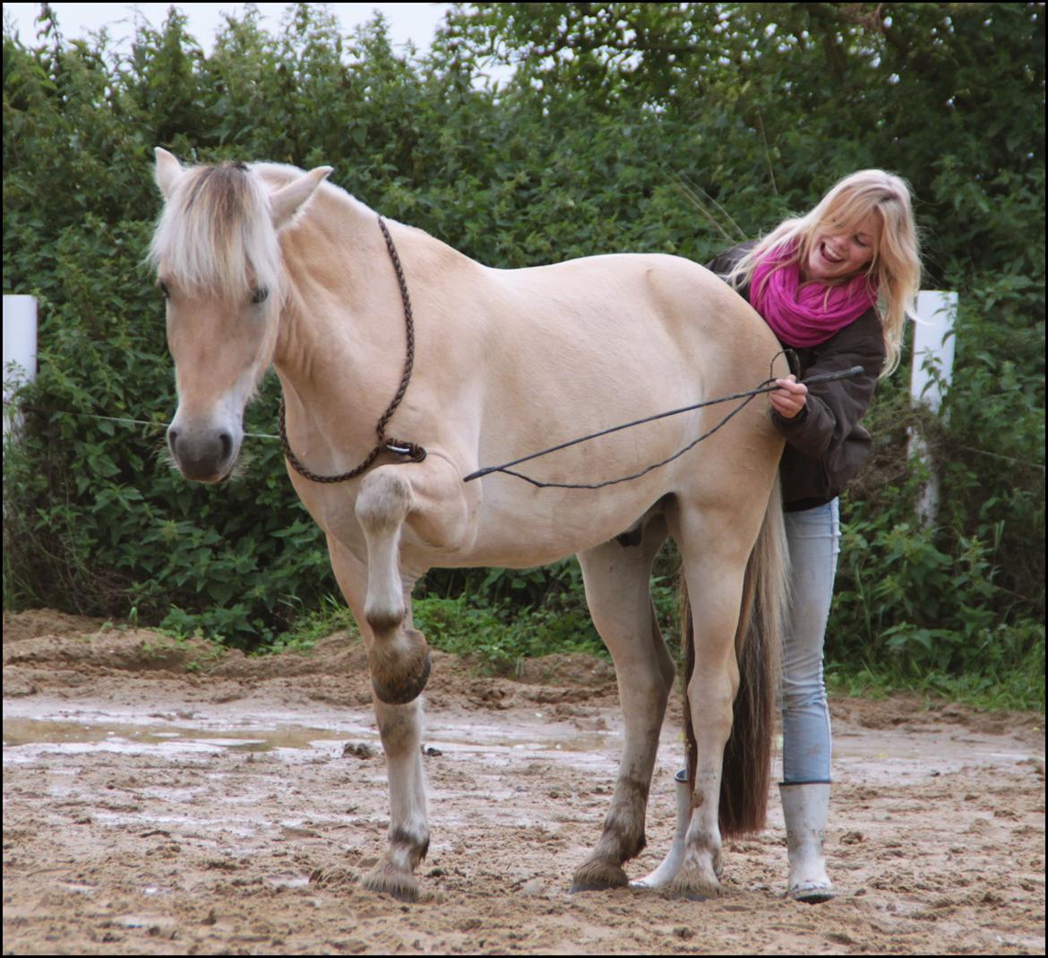 Fjordhest JNT's Silas billede 15