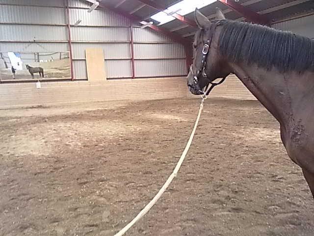 Traver Godiva pride<3 R.I.P ;( - iii mor der står en grim hest og glor på mig! :D <3 elsker dig tøs billede 17