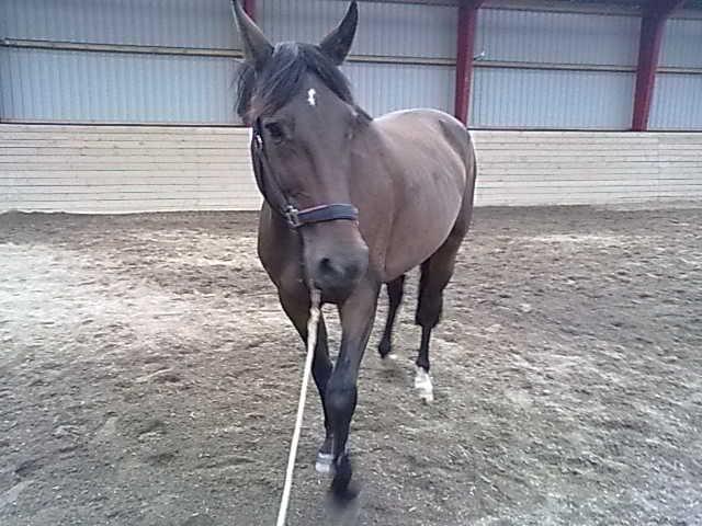 Traver Godiva pride<3 R.I.P ;( - Min stakkels pony lige kommet til det nye sted, og så med kolik :'( øv bøv :(  "hun er frisk igen!" :) billede 19