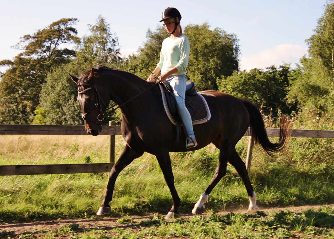Dansk Varmblod Vesterhavegaard´s Deuchet Epona - foto: Signe Tonsgaard billede 9