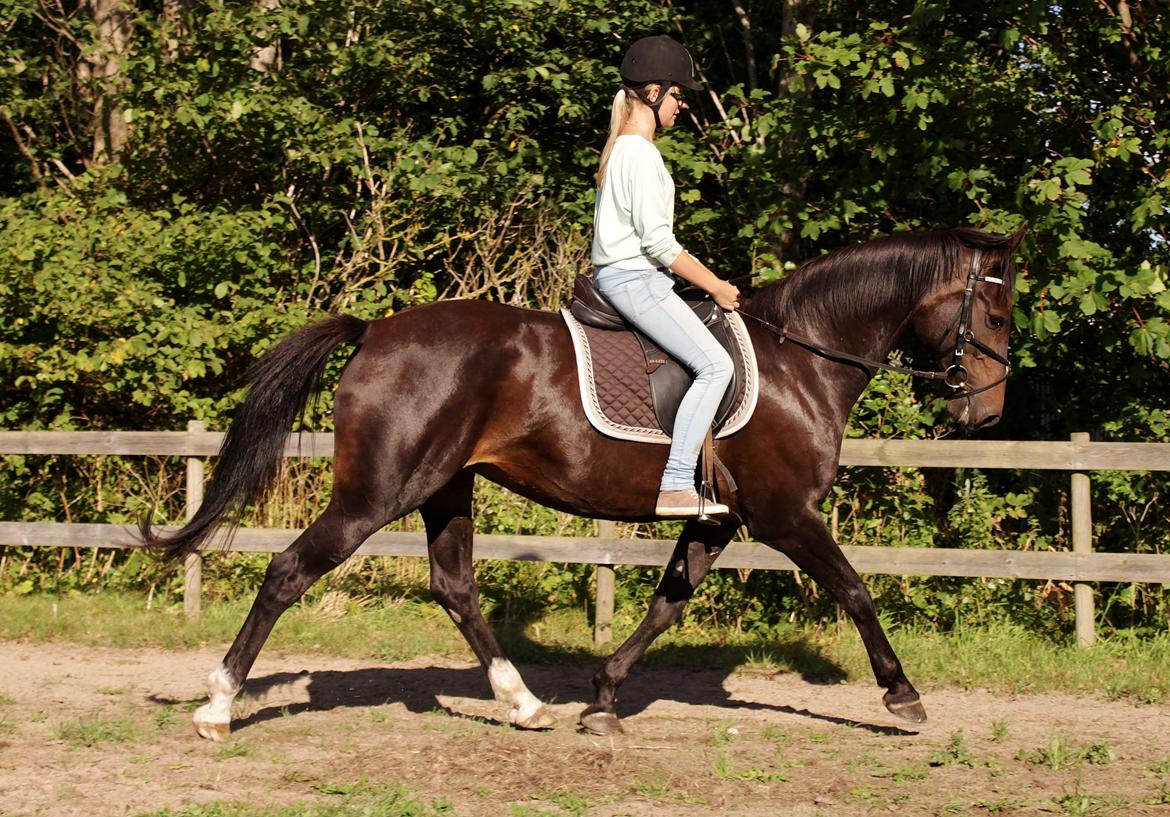 Dansk Varmblod Vesterhavegaard´s Deuchet Epona - foto: Signe Tonsgaard billede 12