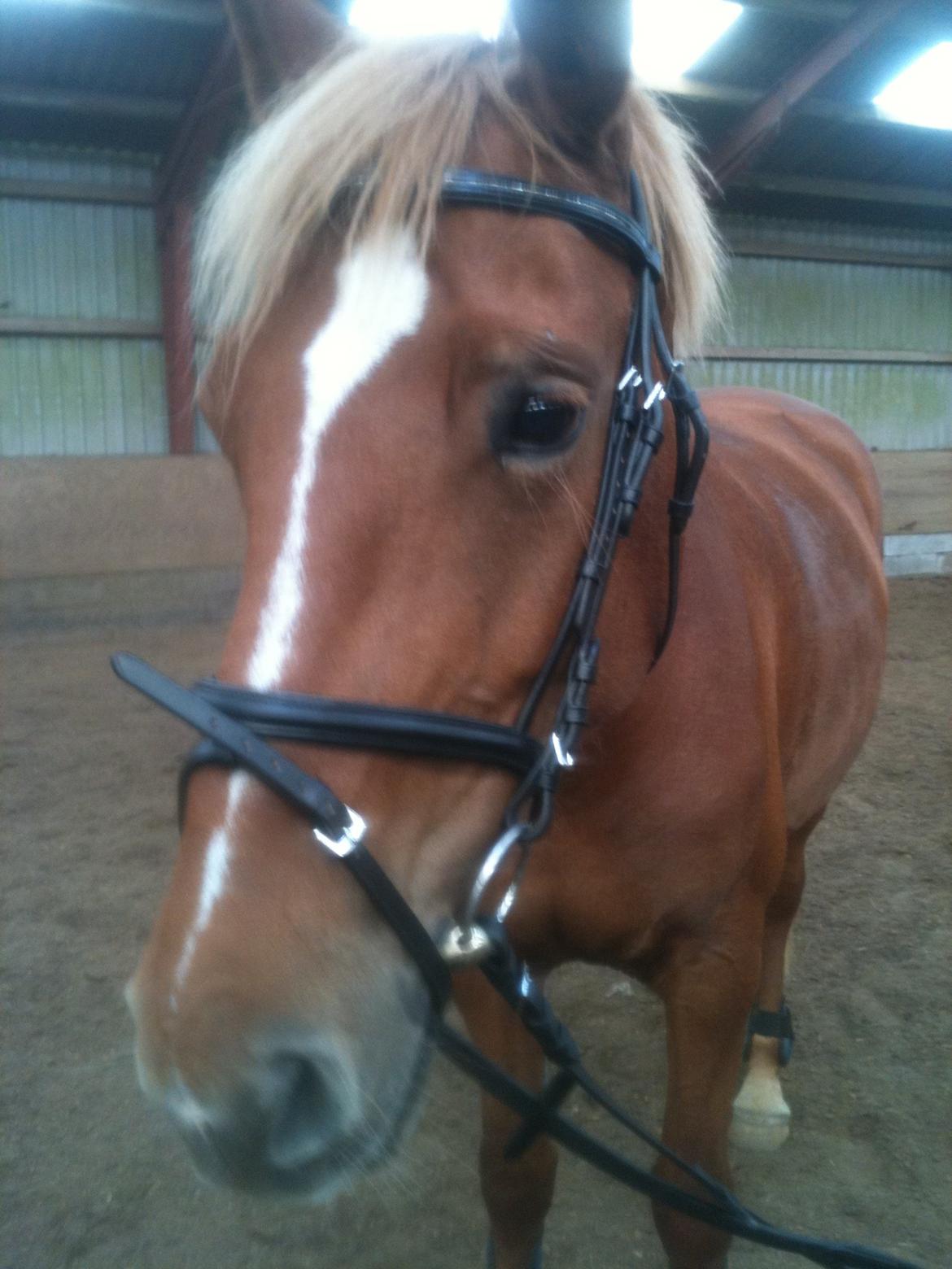 Frederiksborg Bakkegårds Nathasja billede 18