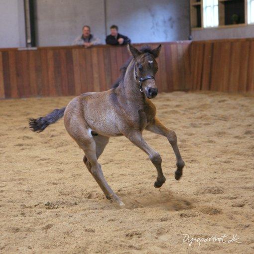 Tysk Sportspony Traeumer A-pony - Baby Trols billede 2