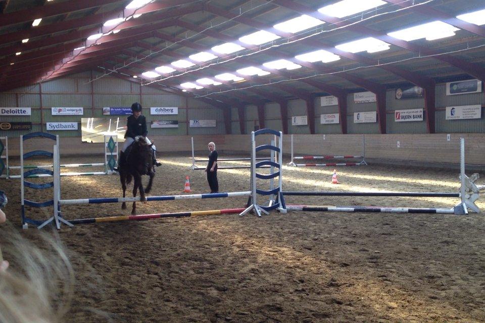 Anden særlig race Malibu<3 billede 9