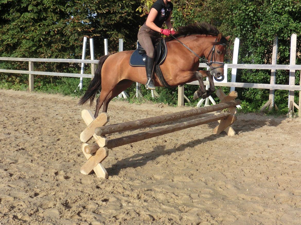 New Forest Glenwood Michelle billede 3