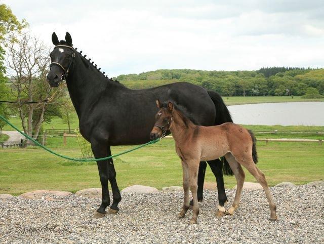 Tysk Sportspony Traeumer A-pony - Baby Trols sammen med sin mor Natalie. billede 4