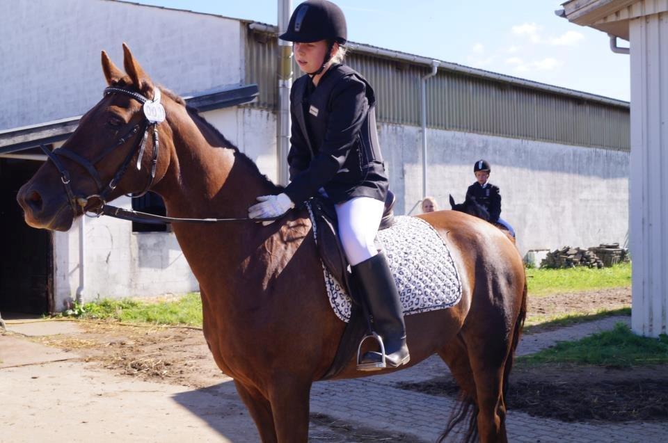 Anden særlig race Malibu<3 - efter springstævne <3 billede 11