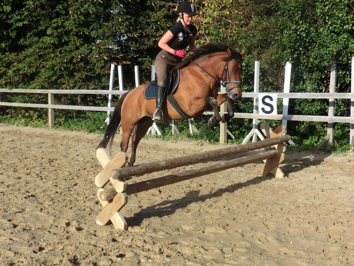 New Forest Glenwood Michelle billede 14