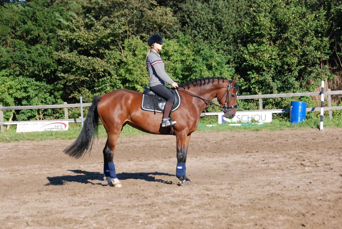 Dansk Varmblod Mayol - ude og ride :) billede 11