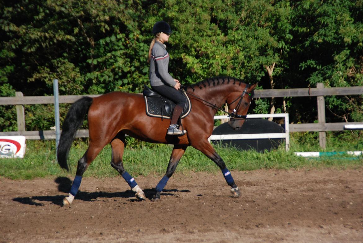 Dansk Varmblod Mayol billede 12