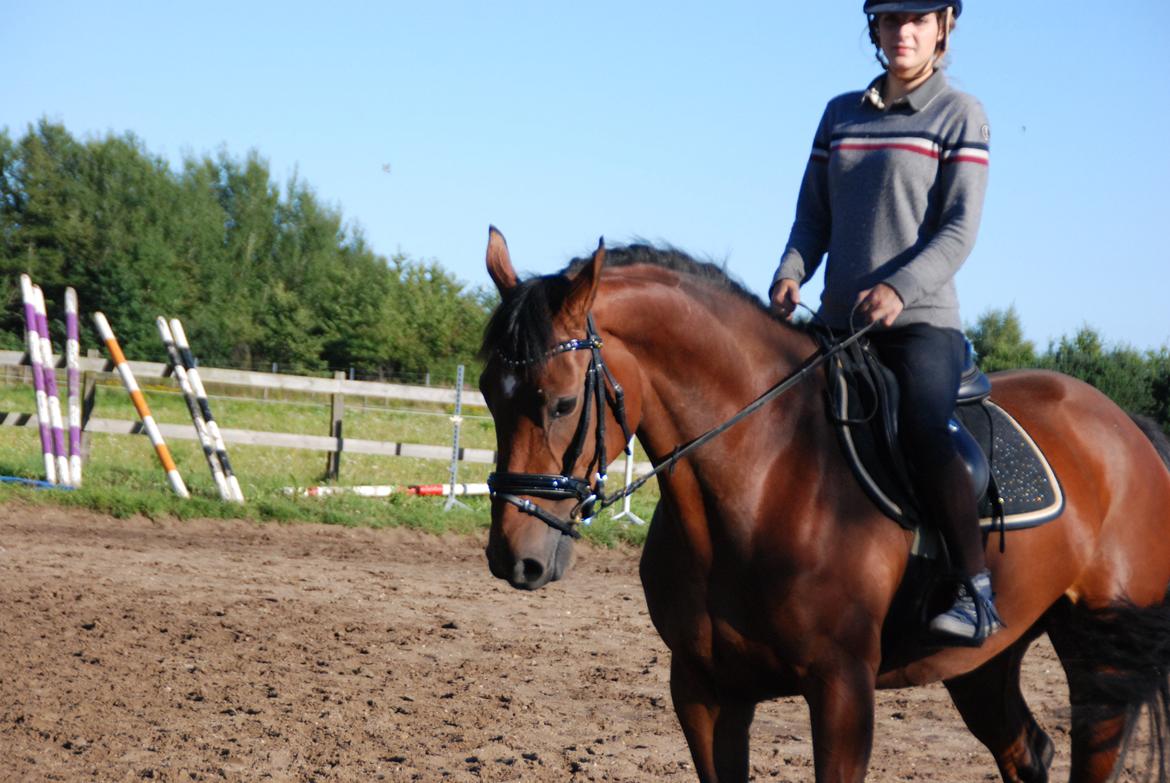 Dansk Varmblod Mayol billede 13