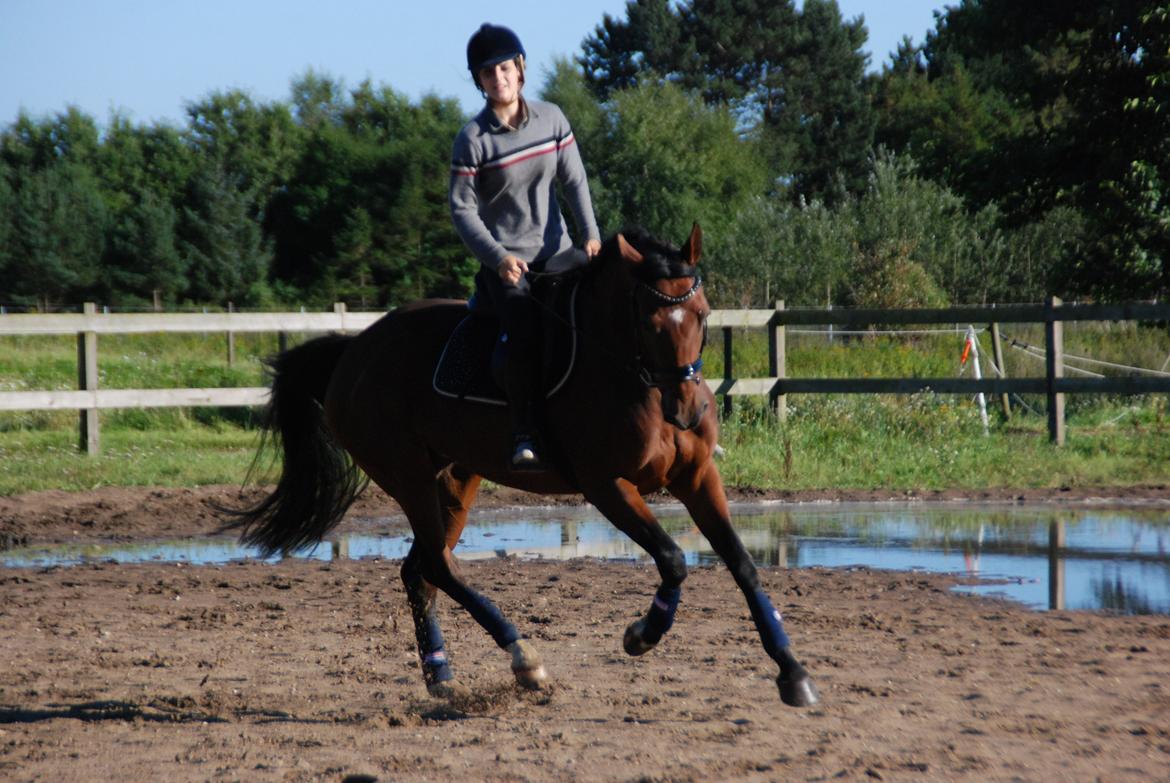 Dansk Varmblod Mayol billede 14