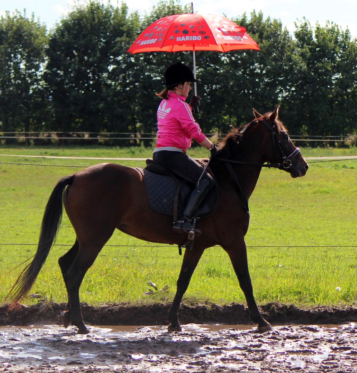 Anden særlig race Åbygårds Trisha - Behændighed i Happy Horse. billede 3