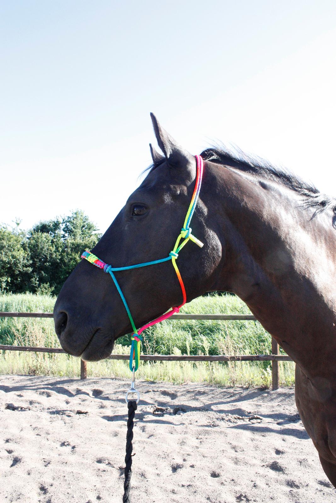 Schweres Warmblut Gero - Mums :) Kæmpe babyen.
d.27.08.12 - mig billede 14