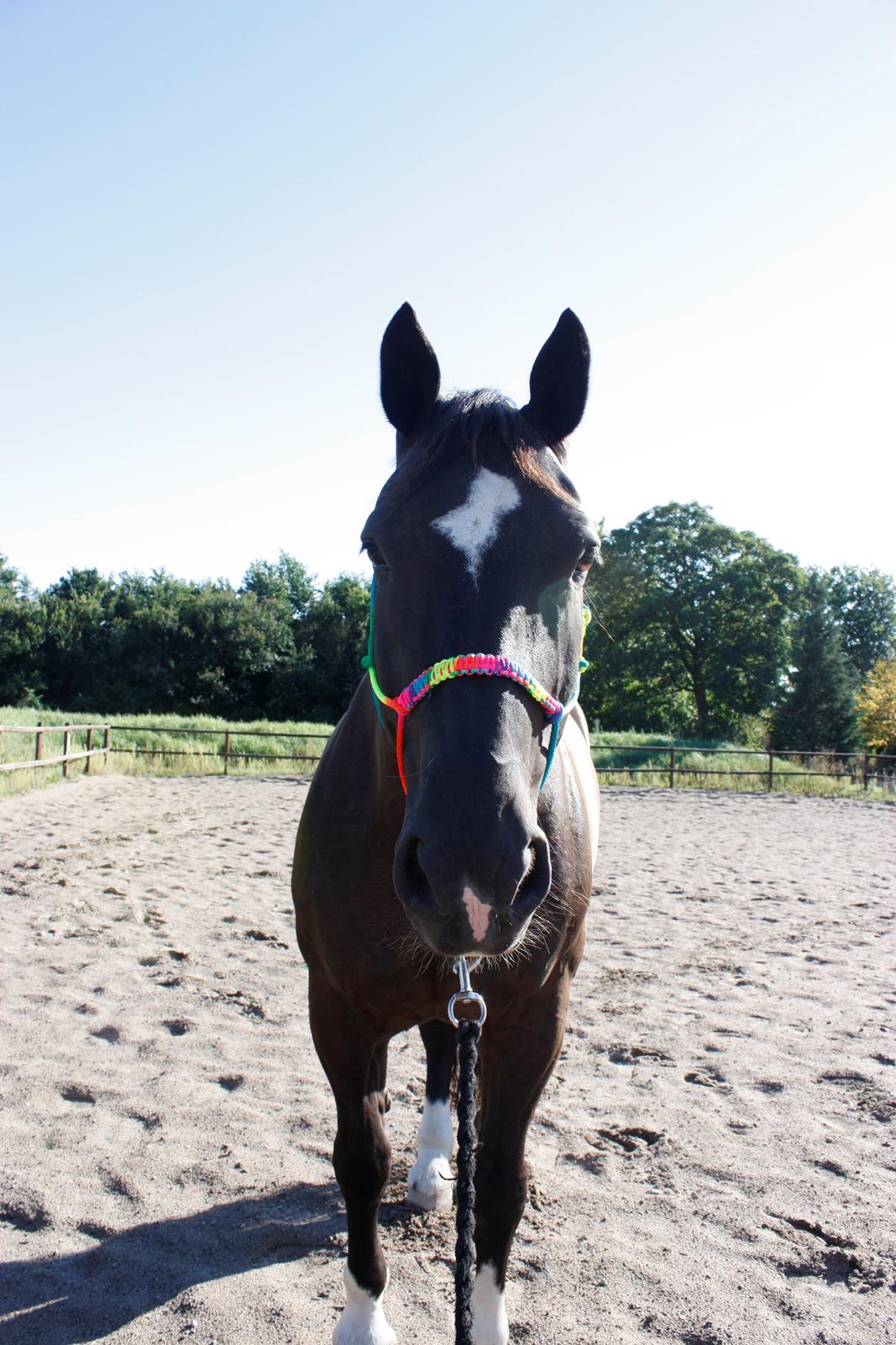 Schweres Warmblut Gero - Velkommen til smukke Gero's profil :)
d.27.08.12 - Mig billede 2