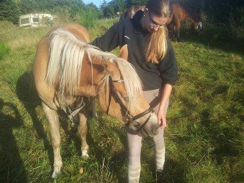 Haflinger Nantino Hestvang billede 20