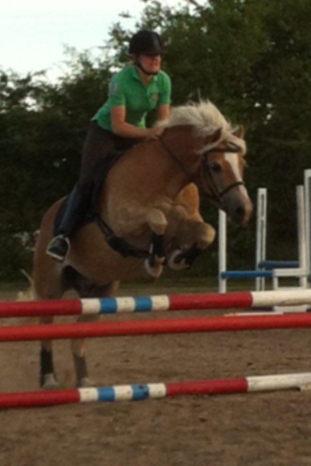 Haflinger Aristo *himmelhest* - Vi springer ikke højt, men meget hurtigt :-) billede 10