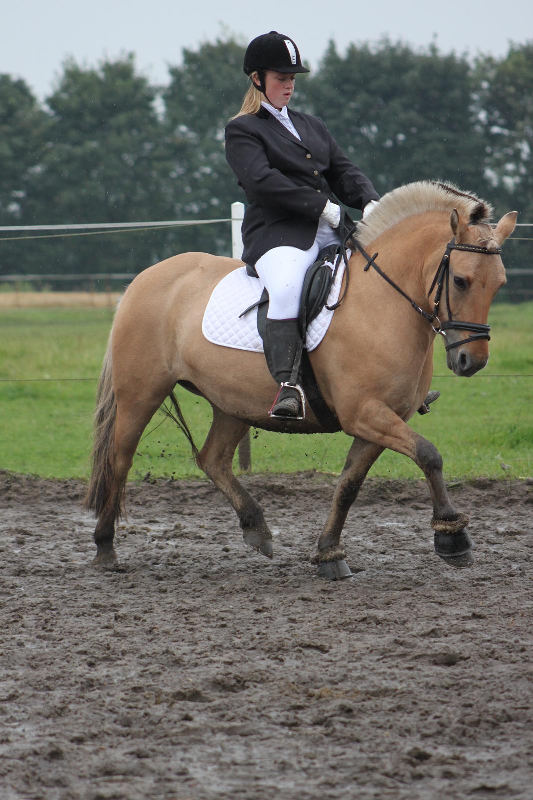 Fjordhest Beauty (solgt) - happy horse stævnet 2012 (1. plads i LC1)  billede 19