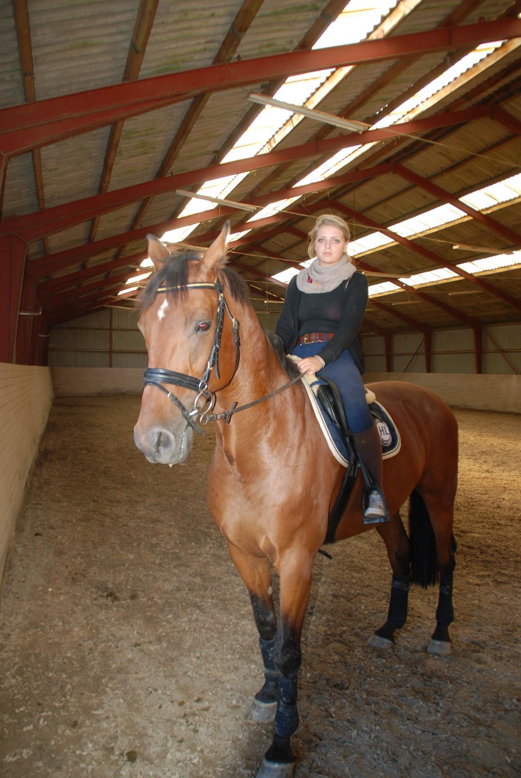 Holstener Don Vito *tidligere hest* - søde Vito :) billede 9