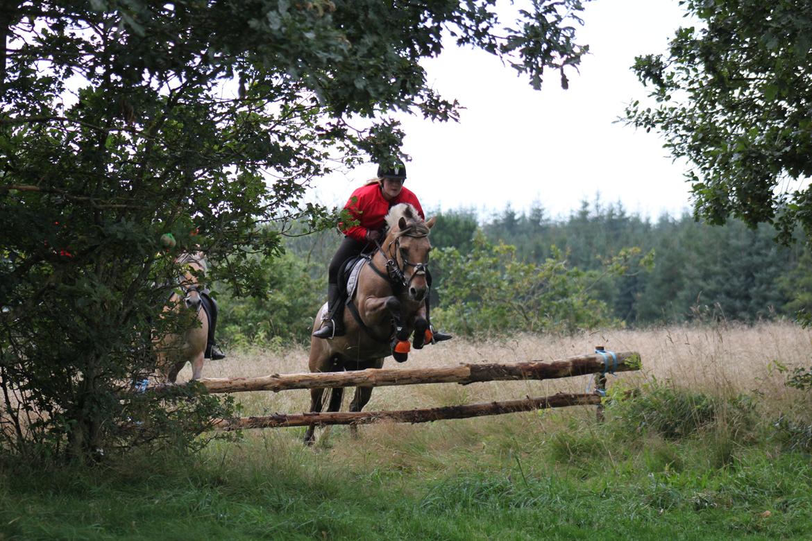 Fjordhest Beauty (solgt) - jagt på hjerl hede 2012 billede 20