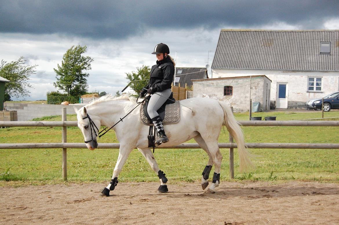 Anden særlig race Sunshine billede 2