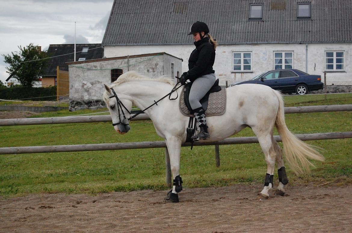 Anden særlig race Sunshine billede 3