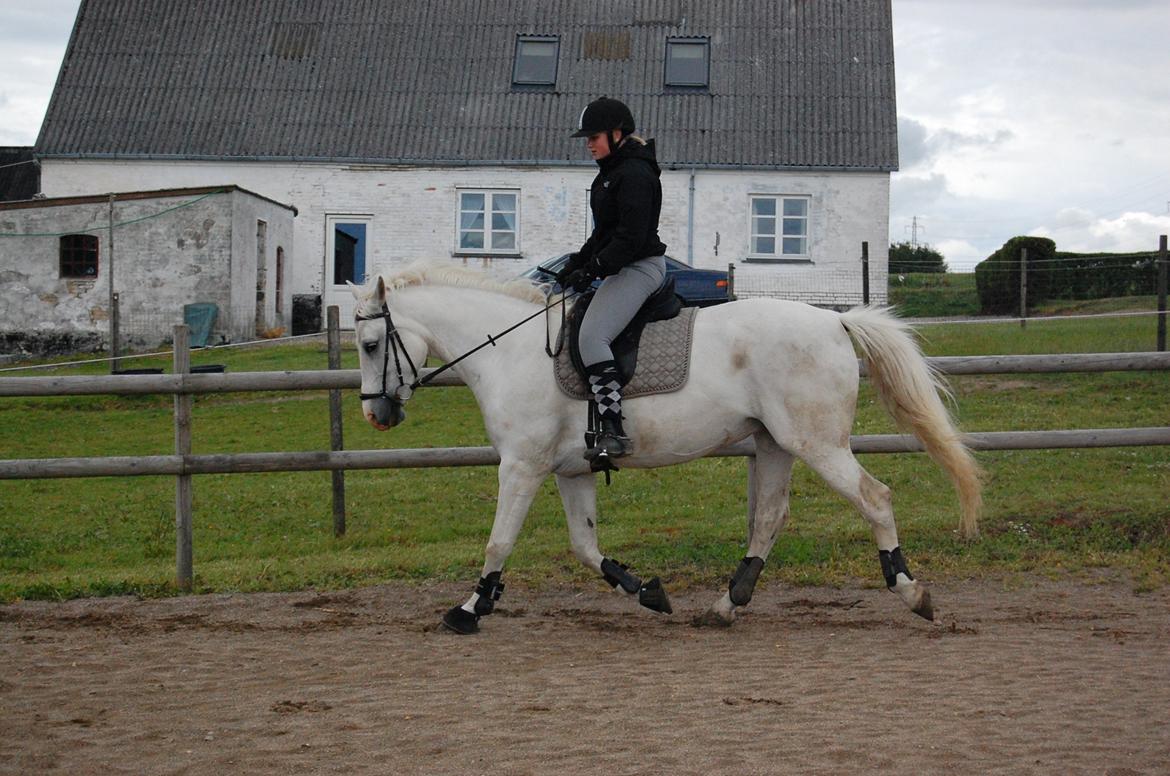 Anden særlig race Sunshine - Dressurtræning.. det går fremad, men der er stadig meget arbejde! billede 4