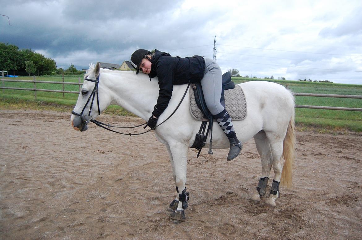 Anden særlig race Sunshine billede 5