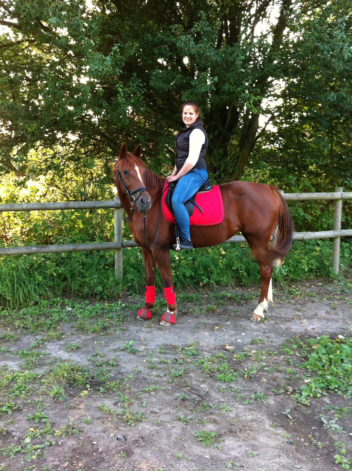 Traver Red Shiba - Søde Shiba i rødt :) 
(27.08.12) billede 1