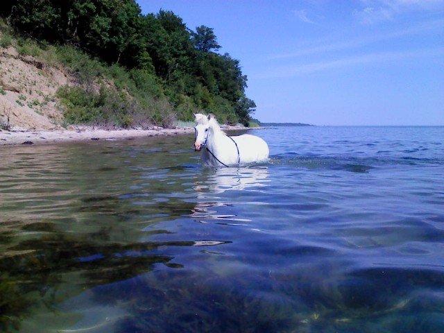 Islænder Ásbjörn fra Højmarken - Min vandglade basse <3 billede 23