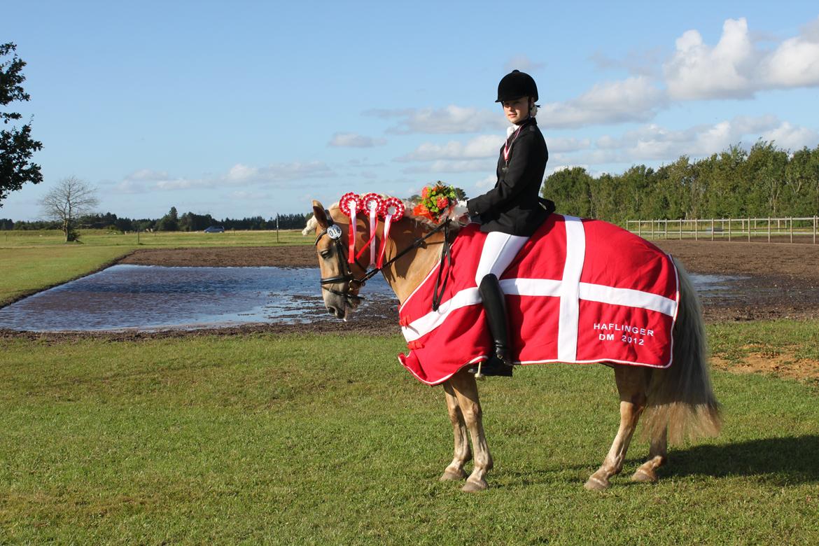 Haflinger Lamara - Danmarksmester 2012.
26.august 2012 billede 3