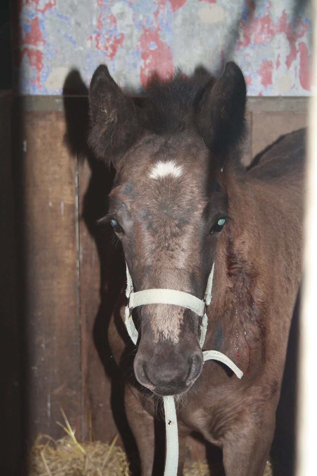 Irish Cob Romany's Naomi billede 1
