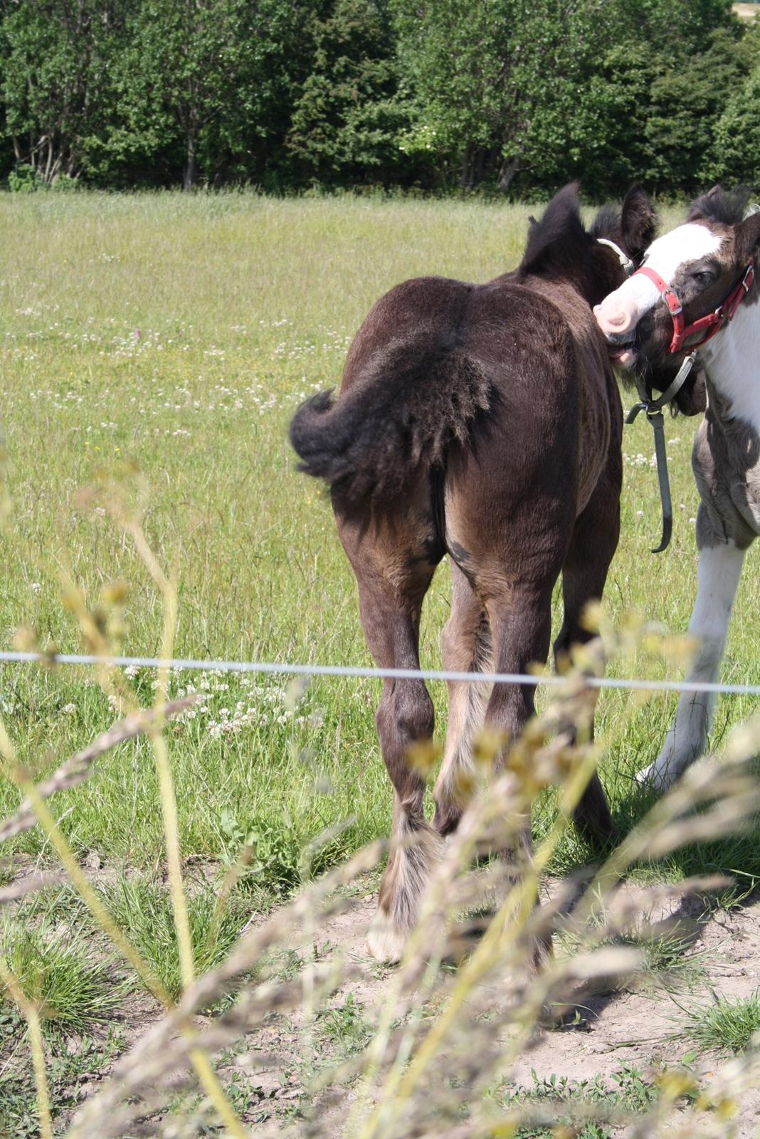 Irish Cob Romany's Naomi billede 2
