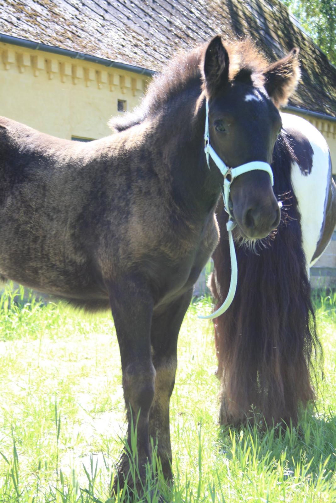 Irish Cob Romany's Naomi billede 3